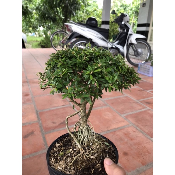 Combo 2 chậu linh sam 86 mini