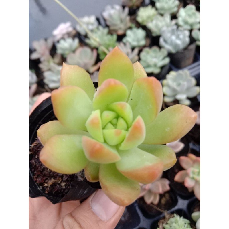 MỘT CHIẾC SEN ĐÁ ORANGE CHO CUỘC ĐỜI BẠN THÊM MÀU SẮC 🌈🌈 size mini 8x8 cm thuần khí hậu sức sống cao đẹp như chủ shop 😌