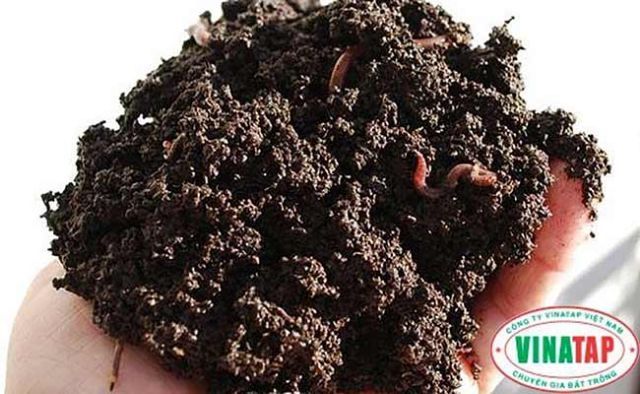 1 kg phân trùn quế - Worm fertilizer for flowers and ornamental plants