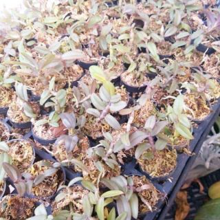Chậu 4cm trồng lan mô( 50 cái)
