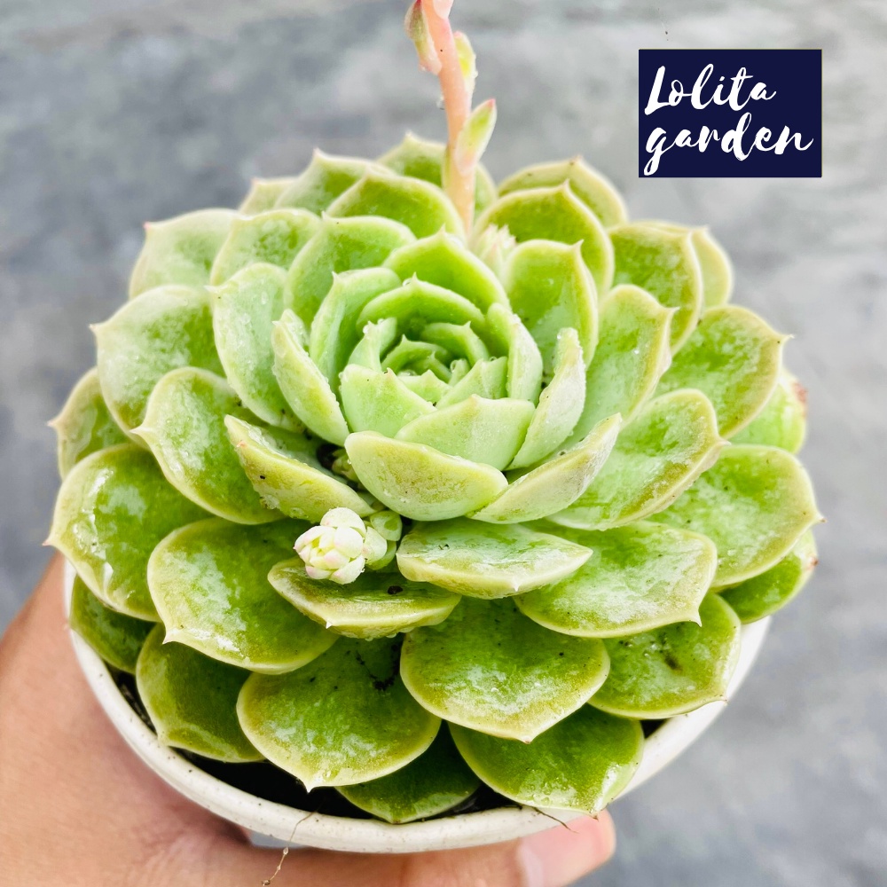 Sen đá ngọc bích Đà Lạt size trung bình cây cảnh trang trí nhà cửa Lolita garden