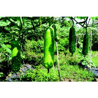 hạt giống bầu sao trái to F1 dể trồng đạt năng suất cao 5 hạt