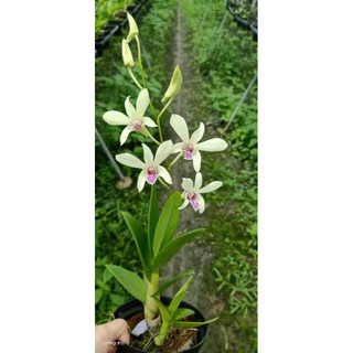 Hoa Lan Dendro bangkok cây trưởng thành đẹp