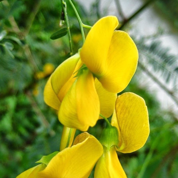 20h Hạt Giống Bông Điên Điển
