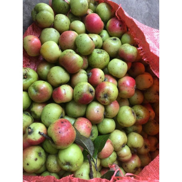Táo mèo má hồng táo mèo đồi thông túi 5kg