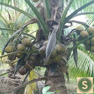 Dừa Sáp Loại Lỏng Trái To - Đặc Sản Trà Vinh