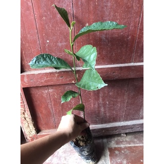 cây chay đỏ giống cao 35-40cm