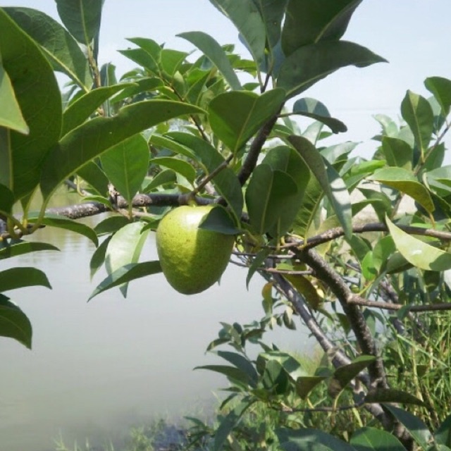 Trái bình bát tươi { quả bình bát} 1kg