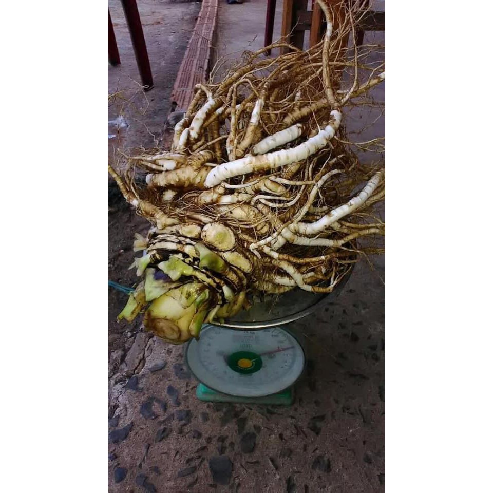 Sâm đương quy tươi nguyên củ (gói 2 củ 1kg) | BigBuy360 - bigbuy360.vn