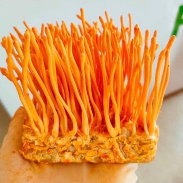 ĐÔNG TRÙNG HẠ THẢO TƯƠI Tặng kèm 100gr táo đỏ