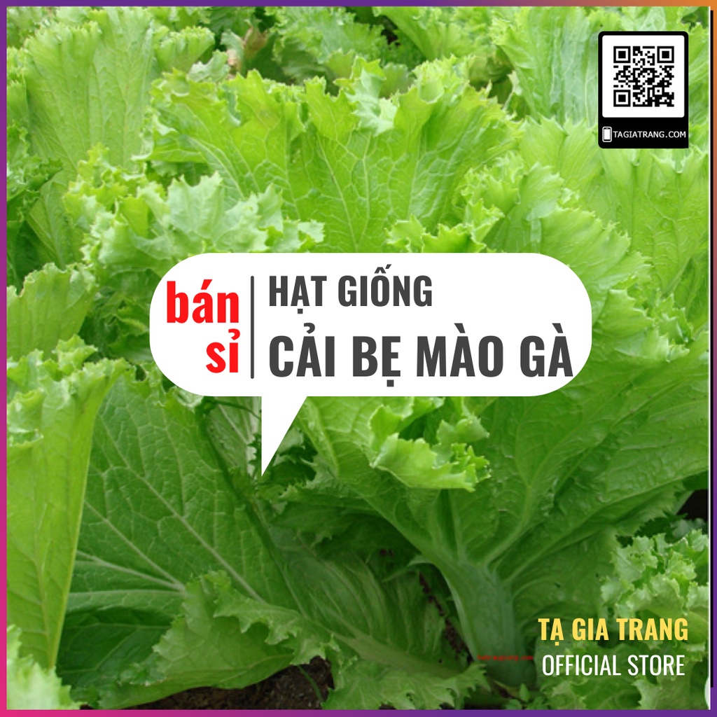 [Bán sỉ] - Hạt giống rau cải bẹ mào gà