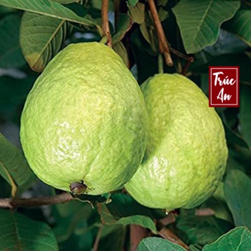 🍏 Ổi lê lùn Đài Loan cây 70-80cm đang trái sẵn. Giống ổi sai quả dễ trồng, ship hoả tốc 30p
