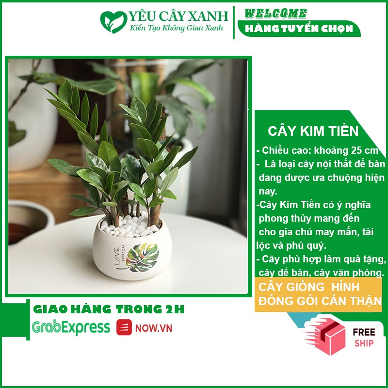 Cây Kim Tiền - Kim Phát Tài Để Bàn