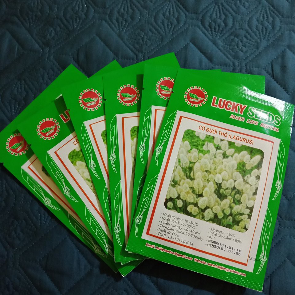 Bán Hạt Giống Cỏ Đuôi Thỏ  -50 hạt LUCKY SEEDS hàng chuẩn