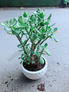 Chậu Cây Ngọc Bích Size Đại