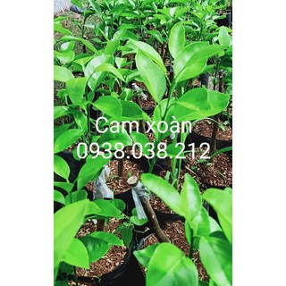 CÂY GIỐNG CAM XOÀN