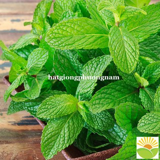 HẠT GIỐNG RAU BẠC HÀ 0.2g