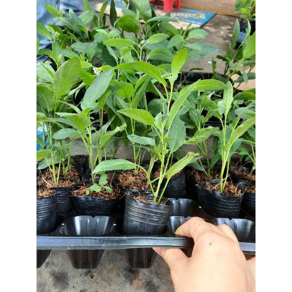 1 Chiếc Dưa Pepino Vàng hoặc Pepino Tím