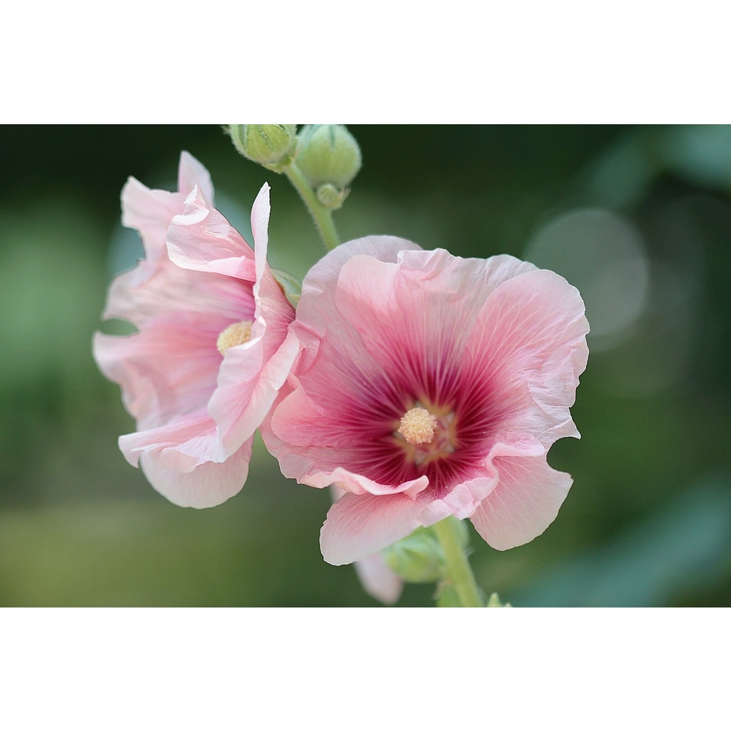 Trị bệnh thán thư, phấn trắng, đớm lá DACONIL 15gram