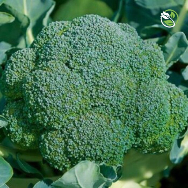Hạt Giống Bông Cải Xanh F1 No.3 Phú Nông - Gói 0.5g - F1 Broccoli No.3
