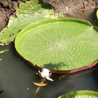 cây Sen vua - sen nia  - Cây Giống Nhập Khẩu