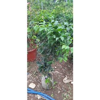 Nho thân gỗ 12 vụ size nhỡ
