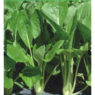 Hạt Giống Cải Ngọt