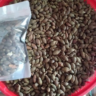 hạt ươi rừng Nam Giang