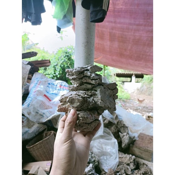 Đá tai mèo ghép cây cảnh bonsai.trang trí bể cá