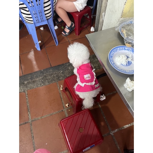 Yếm Gấu cao cấp cho thú cưng