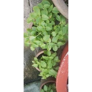 cây Bạc Hà Peppermint (1 chậu)