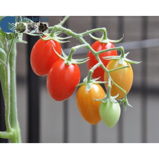 0.1g Hạt giống Cà Chua Bi Oval 
