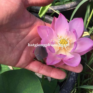 HẠT GIỐNG HOA SEN MINI