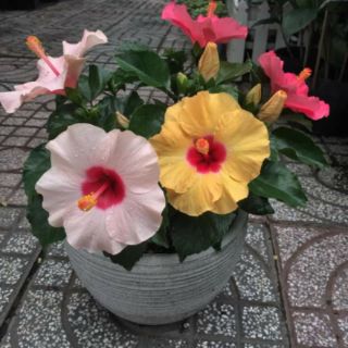Bụp Bụp Thái 5 cánh