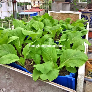 1 kg - hạt giống cải xanh