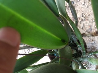Catleya hay còn gọi là lan cát