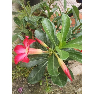Gốc hoa sứ thái đủ màu