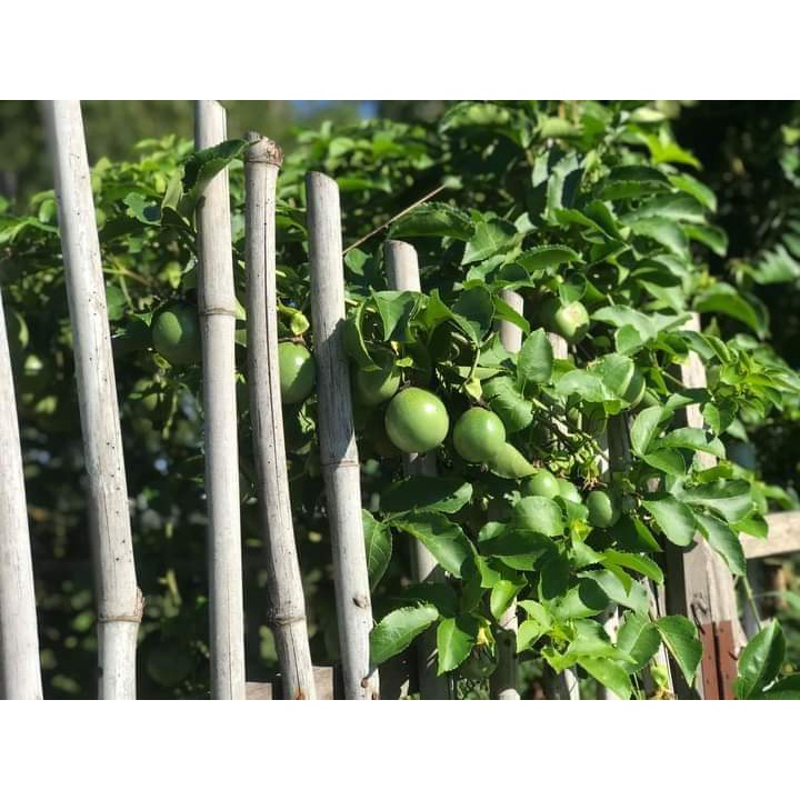 Cây giống chanh dây tím