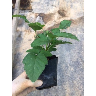 Cây giống phúc bồn tử (mâm xôi) màu đen size vừa