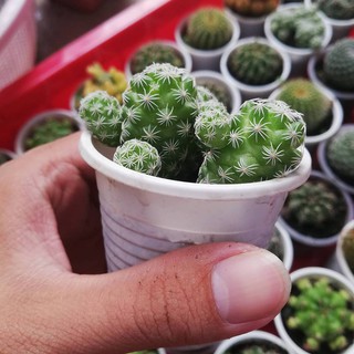 Xương rồng trứng cút