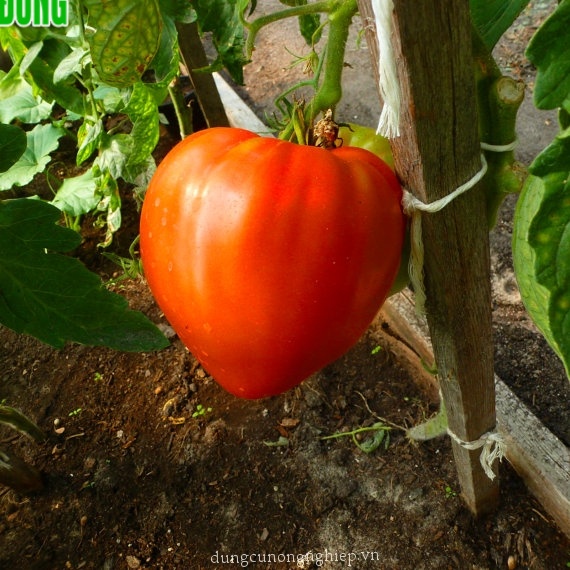 Hạt giống Cà Chua Trái Tim Đỏ, cơm dày, ngọt, thơm, trồng quanh năm (gói 0,1 gr) - Hạt giống Rạng Đông