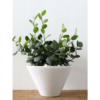 Cây đô la (giống mới) Silver Dollar Vine