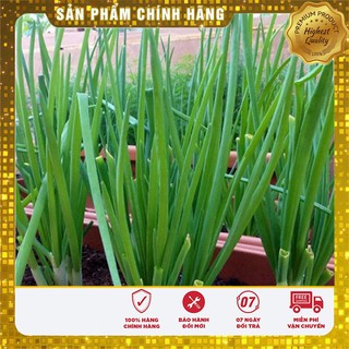 Hạt Giống Hành Hương xanh gia vị quê hương