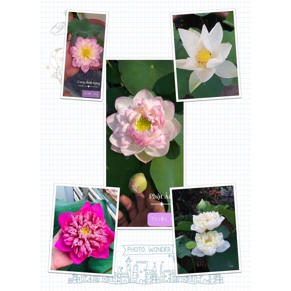 Bùn Trồng Hoa sen hoa súng 1kg