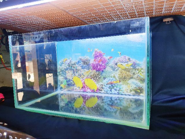 BỂ CÁ 39X23X23 KÍNH DÀY 5 LY KHÔNG KIỀNG DÁN TRANH SẴN