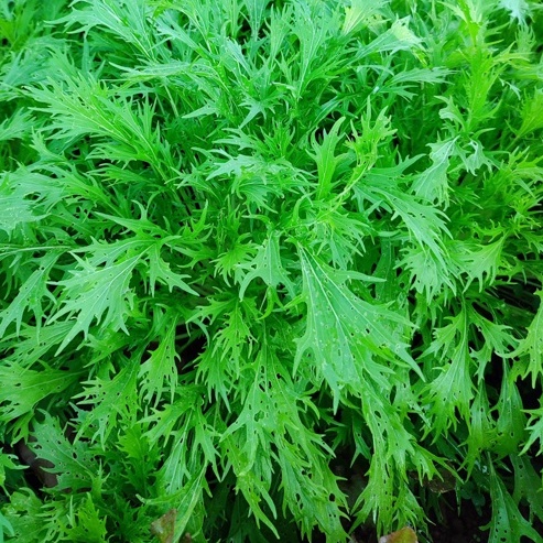 Hạt Giống Cải Mizuna Lai F1 (KYOTO909) 5gr