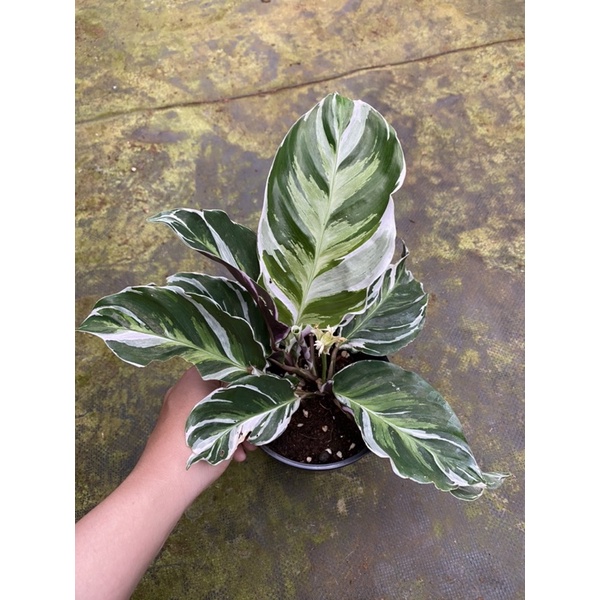 Chậu cứng Đuôi công White fusion