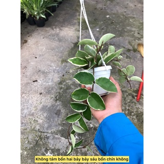 cây lan cẩm cù- caykiengsadec -hoa lan