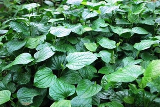 Cây lá lốt (1kg)