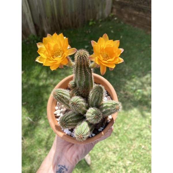 Sale 50%- Xương rồng Echi chamaecereus sai hoa , nhiều màu, chậu  to 7cm